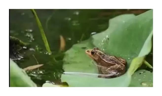 莲池的故事（原创）