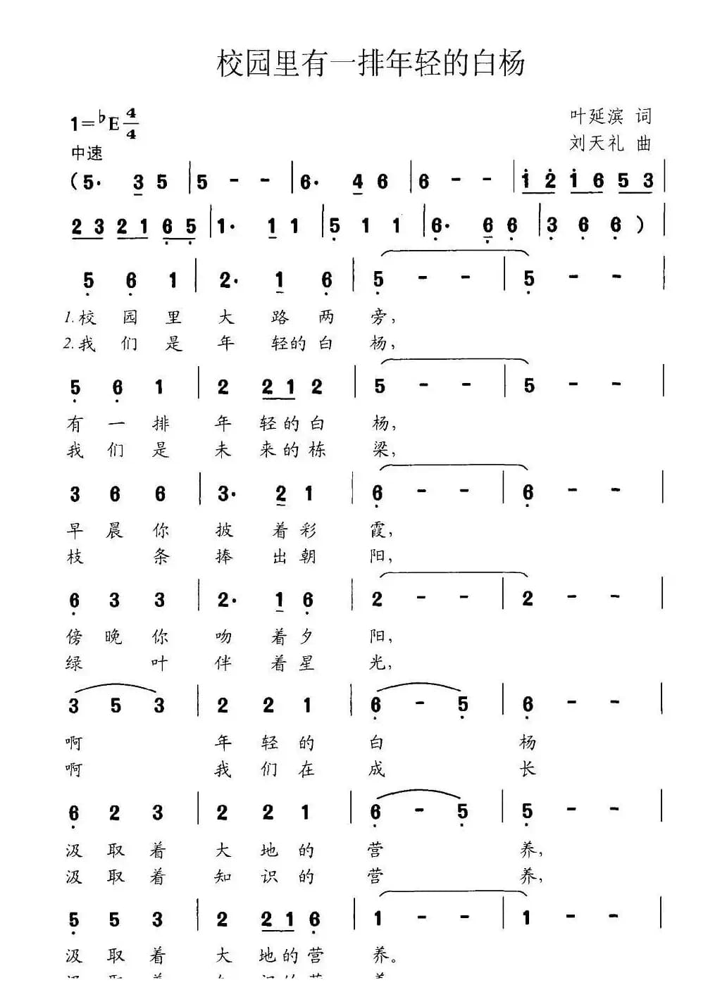 校园里有一排年轻的白杨