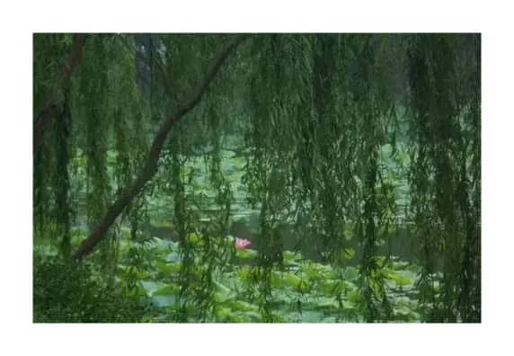 莲池的故事（宋文 作词 刘莎  作曲）