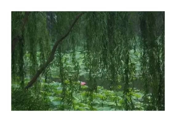 莲池的故事（原创）