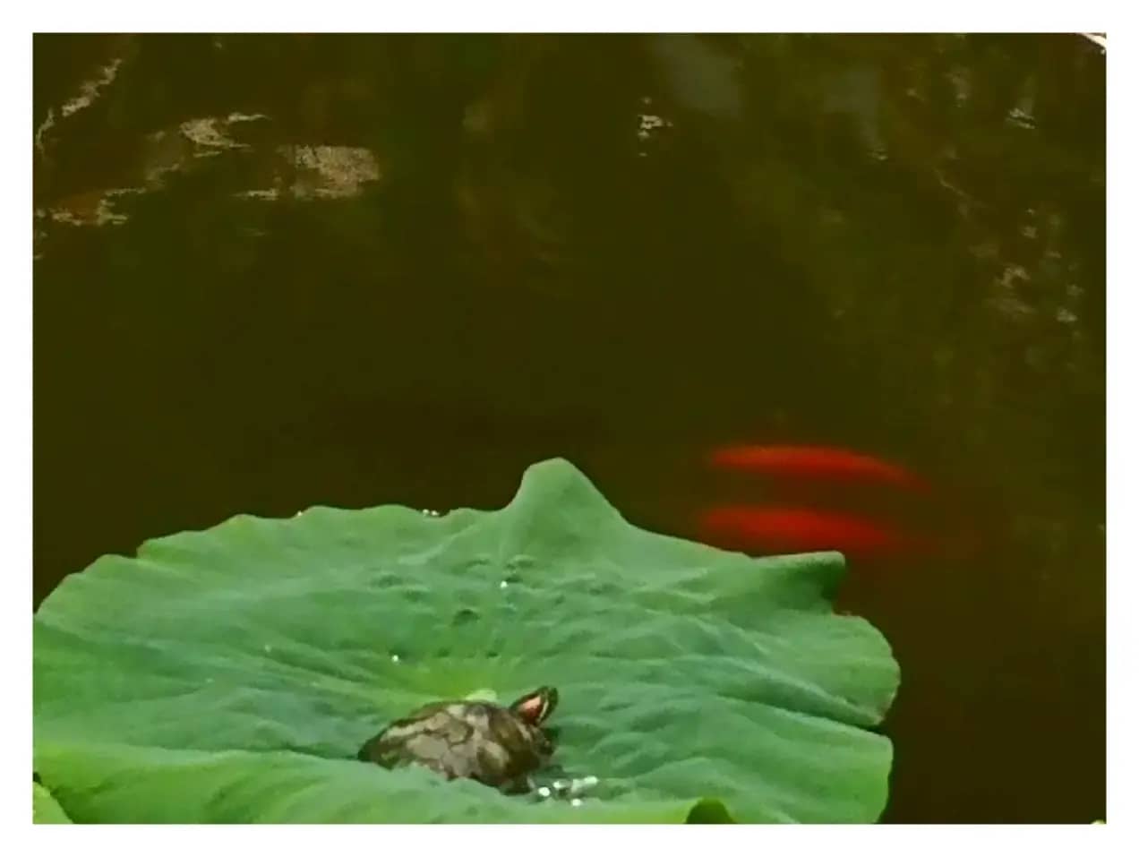 莲池的故事（宋文 作词 刘莎  作曲）