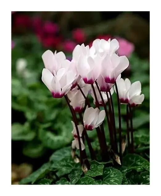 [日]シクラメンのかほり（仙客来的芬芳）