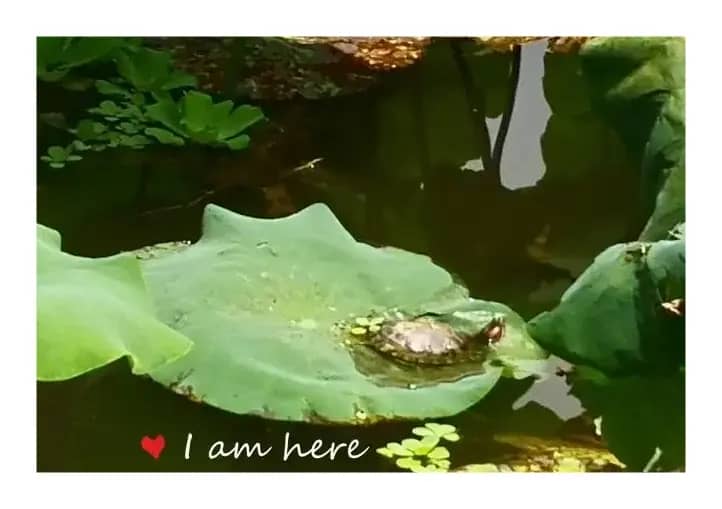 莲池的故事（原创）