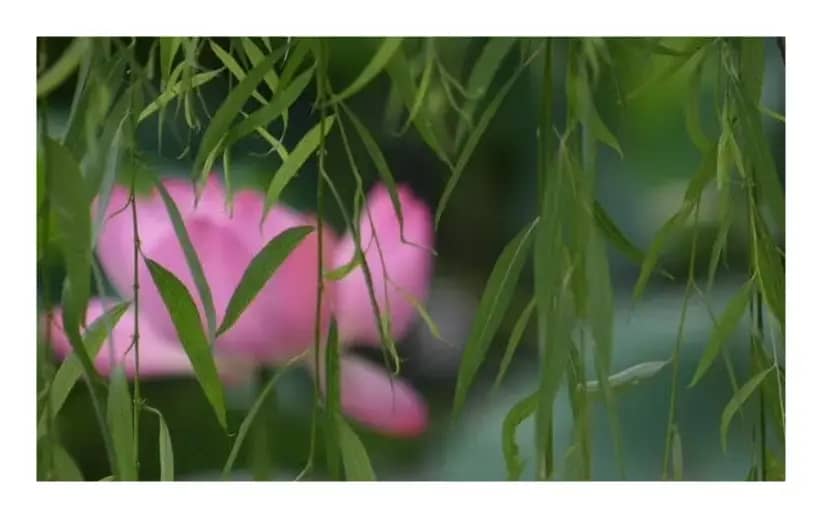 莲池的故事（宋文 作词 刘莎  作曲）